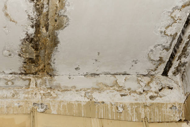 Best Black Mold Removal  in Miller Place, NY