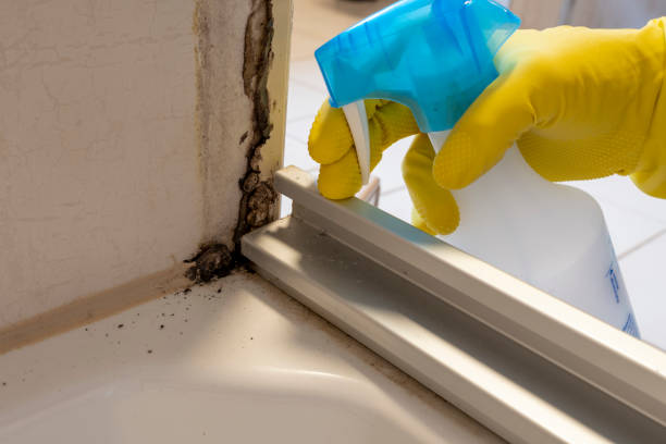 Best Emergency Mold Remediation  in Miller Place, NY